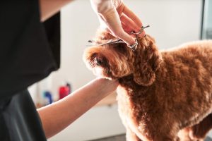 Why Regular Dog Grooming is Essential for Your Pet’s Health