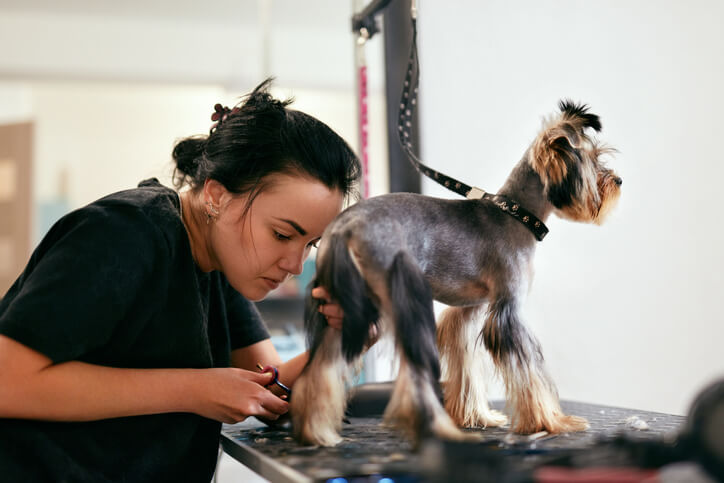 Dog groomer carefully trimming the fur of a neatly styled dog on a grooming table