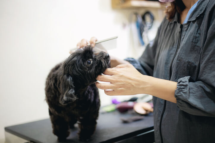 Dog groomer gently brushing a small black dog's fur on a grooming tab