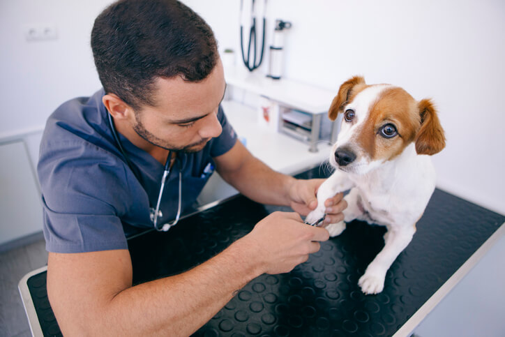 Veterinarian trimming a small dog's nails on an examination table in a clinic