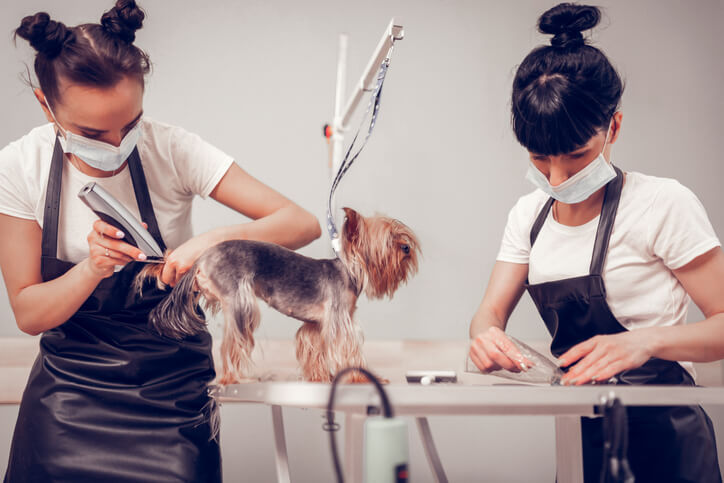 Two groomers wearing masks trim a small dog's fur on a grooming table