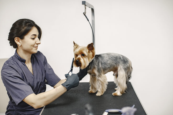 Smiling groomer using scissors to trim a small dog's fur on a grooming table