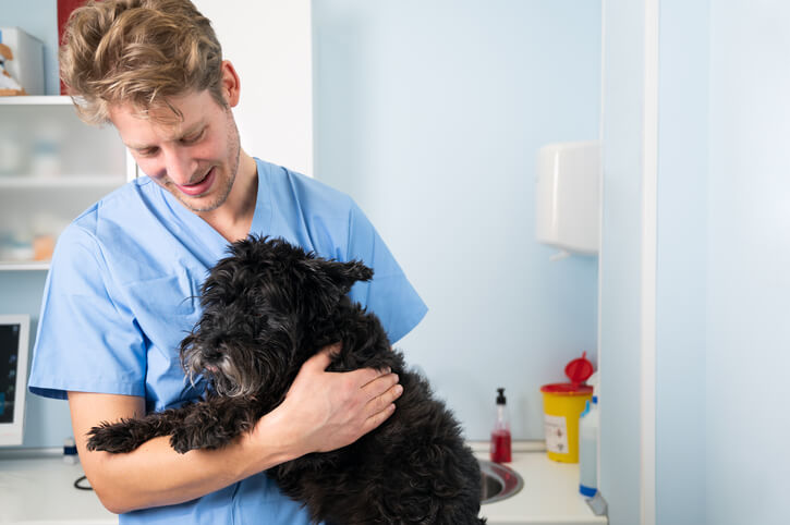 Vet in blue scrubs holding a small black dog in a veterinary clinic examination room