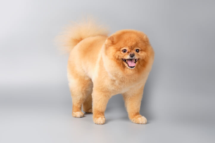 Fluffy Pomeranian post-grooming, showcasing a neat, shiny coat and happy expression. Ideal for dog grooming.