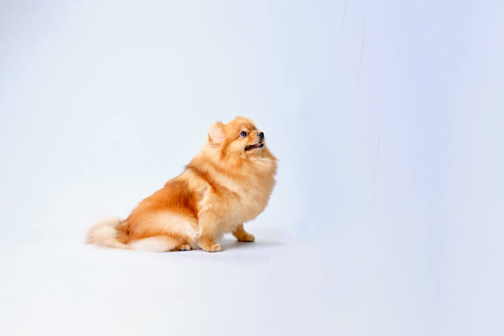Fluffy Pomeranian dog sitting on a light blue background, looking upwards