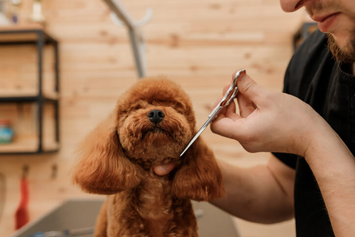 Dog grooming session with a poodle getting a haircut by groomer in a salon