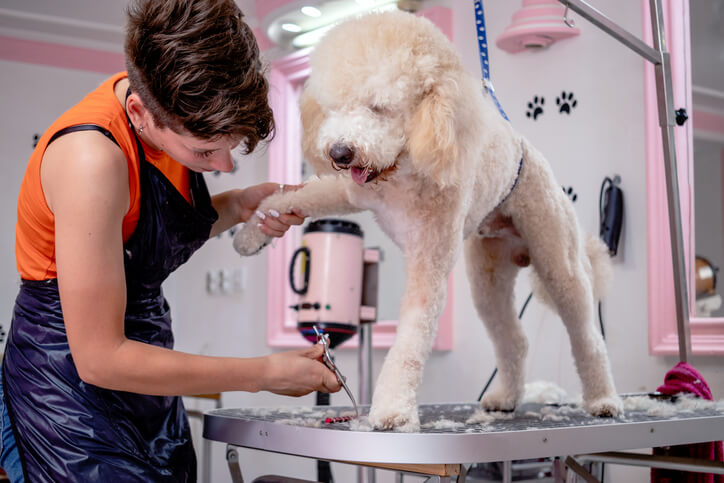 Professional dog groomer styling a big, fluffy dog on a grooming table inside a pet salon