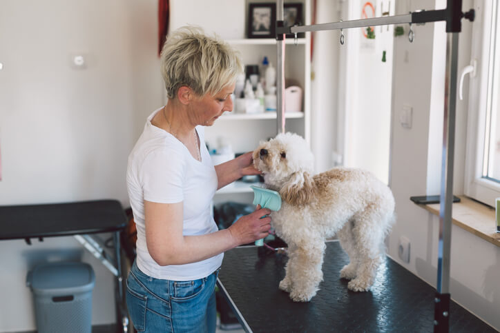 Professional dog groomer styling a white fluffy dog on a grooming table inside a pet salon