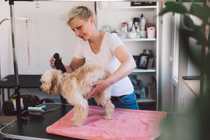 Professional dog groomer styling a small, fluffy dog on a grooming table inside a pet salon