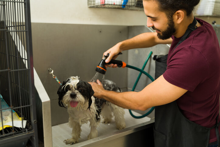 Dog groomer bathing a small black and white dog in a pet grooming station using a hose