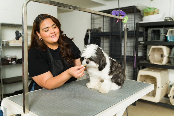 Dog groomer smiling and feeding a small black and white dog a treat on a grooming table