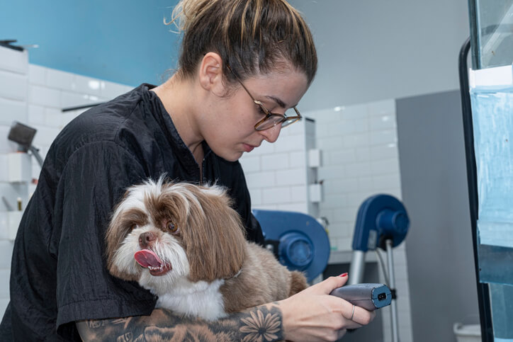 Dog groomer trimming a brown and white dog’s fur with clippers in a professional grooming salon