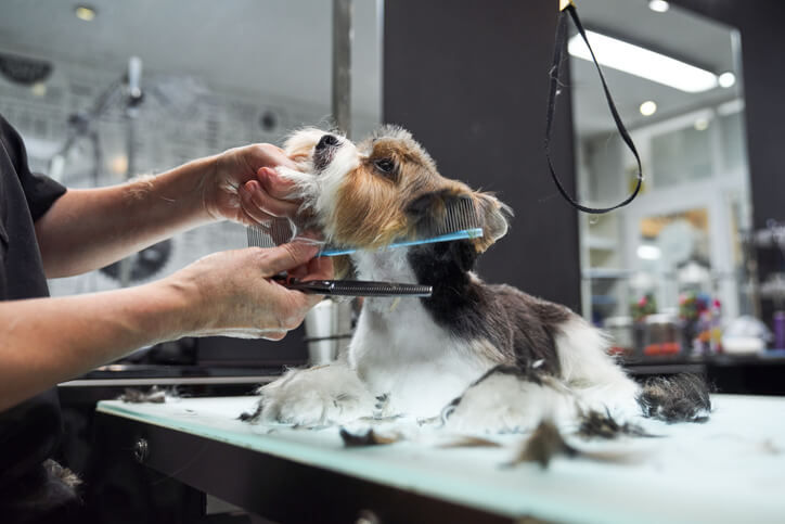 Groomer trimming a small dog's fur with scissors and comb on a grooming table